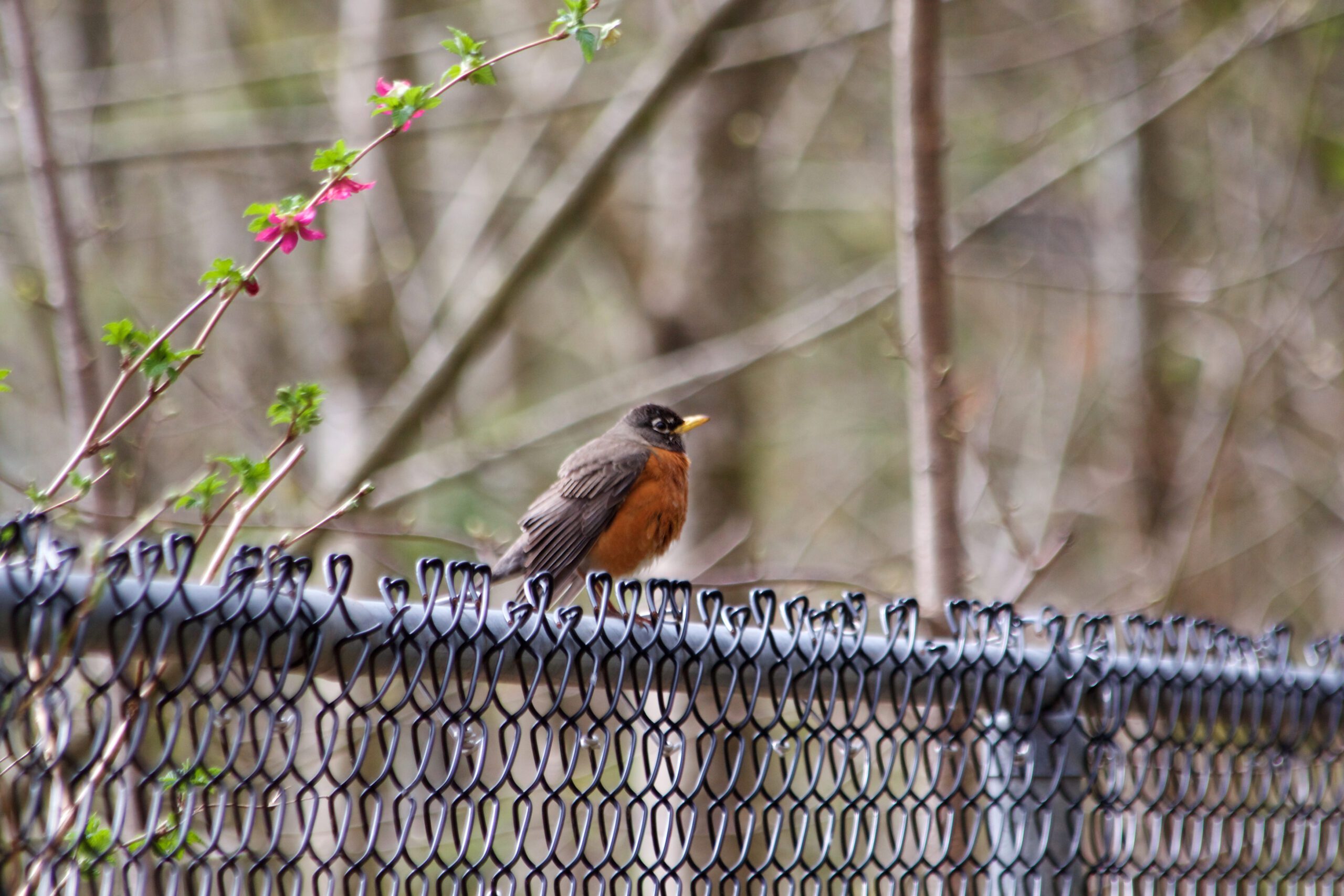 Bird Barrier Spike Installation FAQs